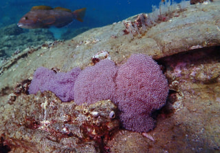 2025年潜り納めツアー