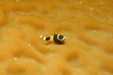 ダンゴウオの幼魚